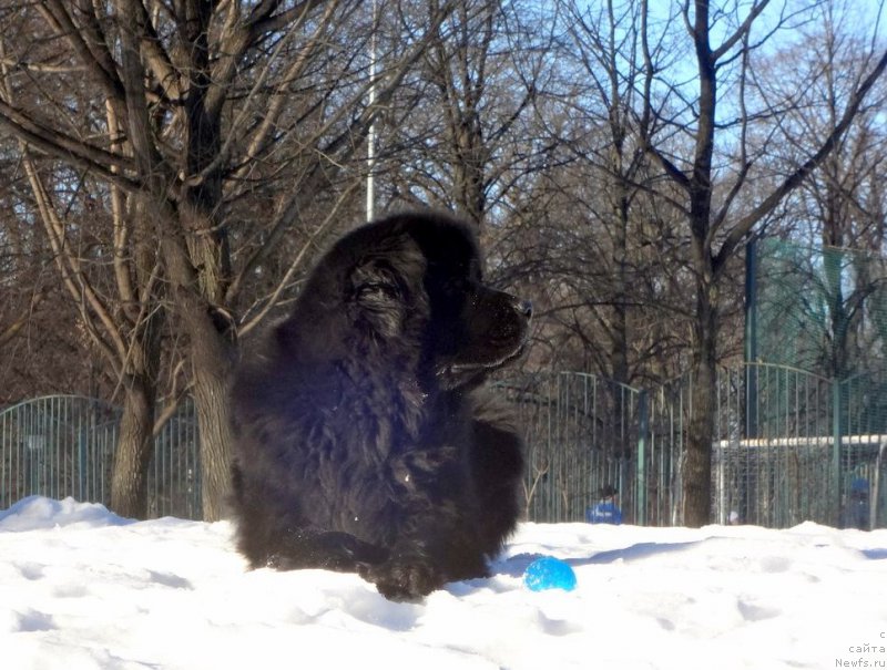 Фото: ньюфаундленд Sandalovoy Dolinyi Arabella (Сандаловой Долины Арабелла)