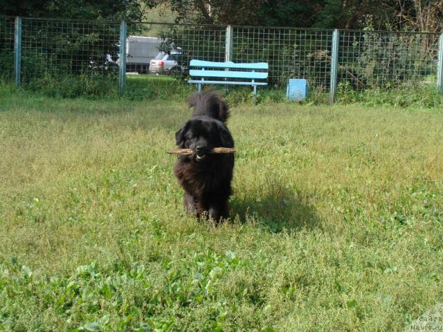 Фото: ньюфаундленд CHelendjer (Челенджер)