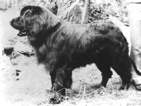 Фото: ньюфаундленд Tayfun YUkat (Тайфун Юкат)