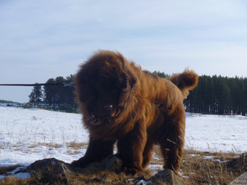 Фото: YUliya Ryichkova (Юлия Рычкова), ньюфаундленд N'yufort YUray Kvin (Ньюфорт Юрай Квин)
