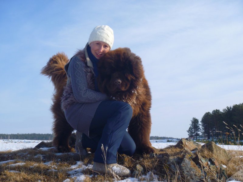 Фото: ньюфаундленд N'yufort YUray Kvin (Ньюфорт Юрай Квин)