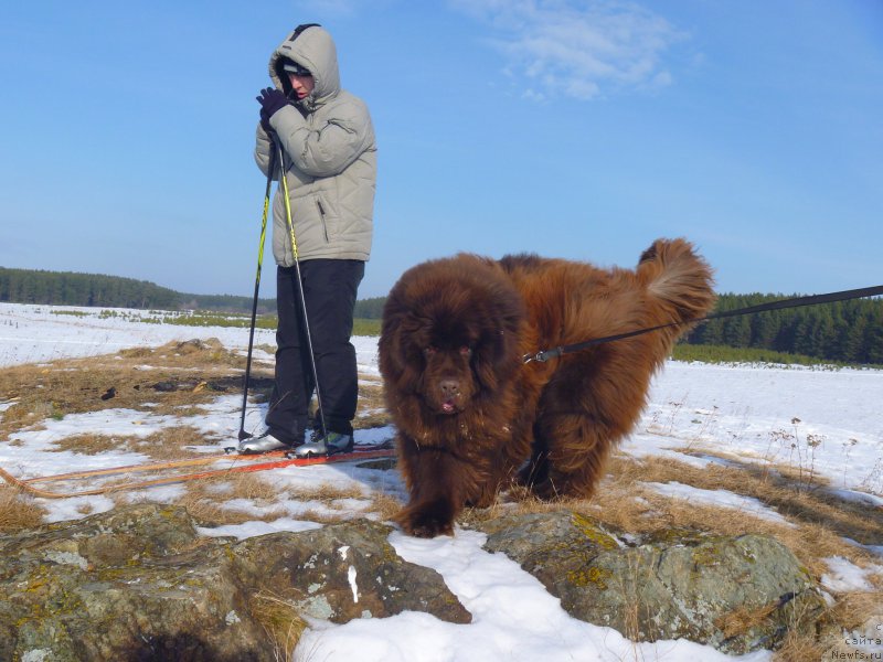 Фото: ньюфаундленд N'yufort YUray Kvin (Ньюфорт Юрай Квин)