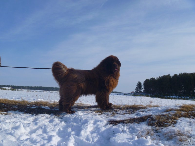 Фото: ньюфаундленд N'yufort YUray Kvin (Ньюфорт Юрай Квин)