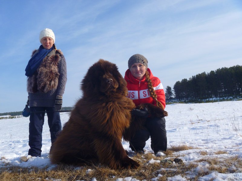 Фото: ньюфаундленд N'yufort YUray Kvin (Ньюфорт Юрай Квин)