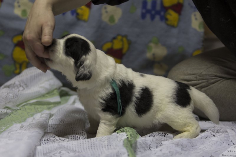 Фото: ньюфаундленд Sent Djons Dalida (Сент Джонс Далида)