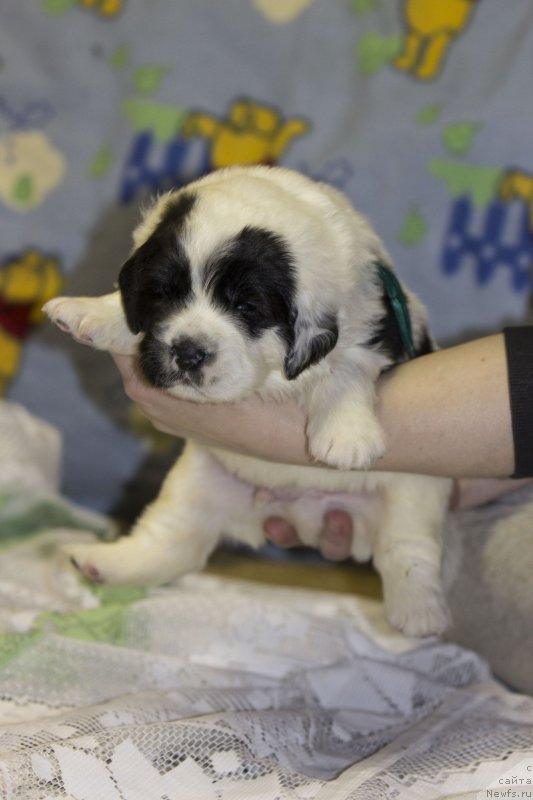 Фото: ньюфаундленд Sent Djons Dalida (Сент Джонс Далида)