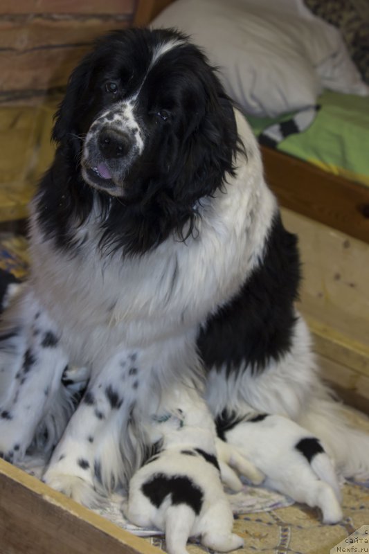 Фото: ньюфаундленд Sent Djons Dalida (Сент Джонс Далида)