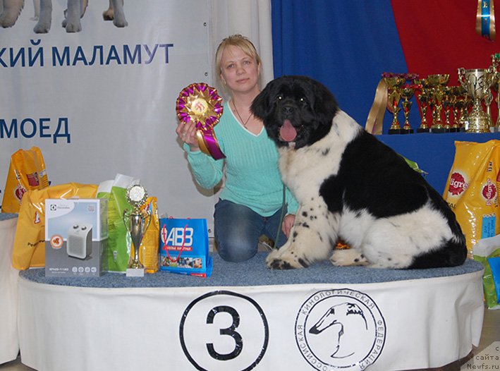 Фото: ньюфаундленд Mag Ispolin Onega (Маг Исполин Онега)