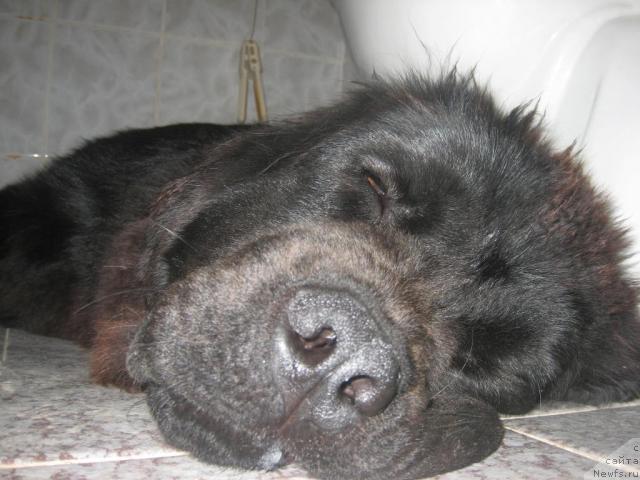 Фото: ньюфаундленд Sladkaya Moya ot Sibirskogo Medvedya (Сладкая Моя от Сибирского Медведя)