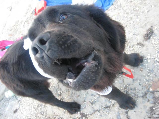 Фото: ньюфаундленд Sladkaya Moya ot Sibirskogo Medvedya (Сладкая Моя от Сибирского Медведя)