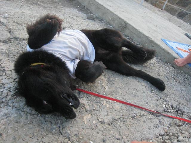 Фото: ньюфаундленд Sladkaya Moya ot Sibirskogo Medvedya (Сладкая Моя от Сибирского Медведя)