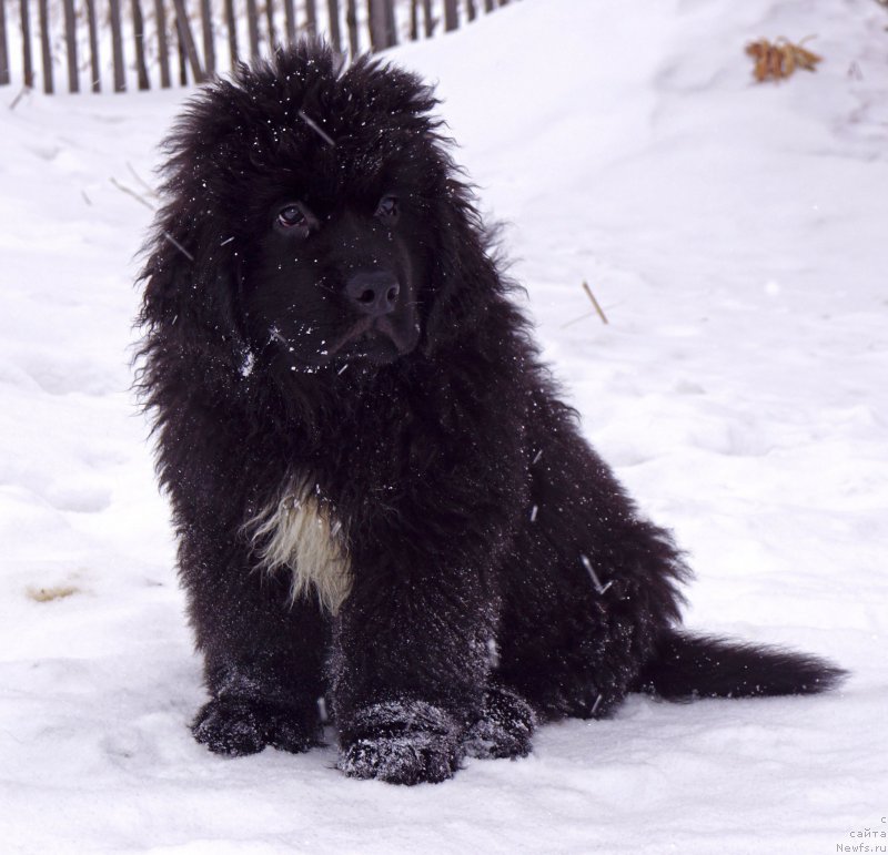 Фото: ньюфаундленд Huffi iz Plemeni Kedra (Хуффи из Племени Кедра)