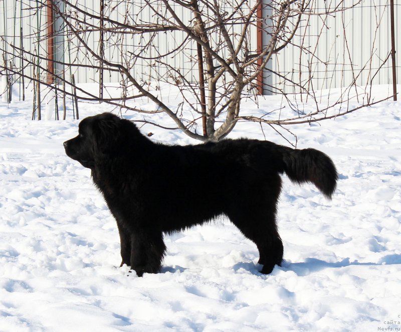 Фото: ньюфаундленд Brownblood MSK Harricane Higgins (Браунблад МСК Харрикейн Хиггенс)