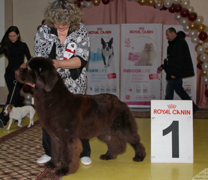 Фото: ньюфаундленд N'yufort YUnika (Ньюфорт Юника)