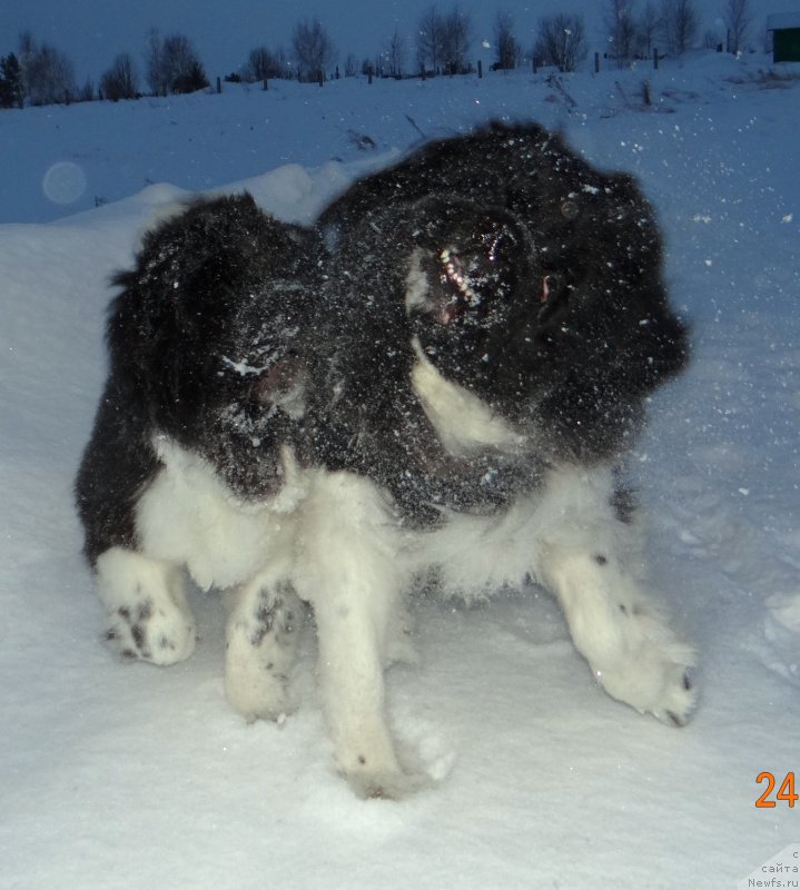 Фото: ньюфаундленд Beatris B'yutiful ot Sibirskogo Medvedya (Беатрис Бьютифул от Сибирского Медведя), ньюфаундленд Fiamettahauz Pretti Drim (Фиаметтахауз Претти Дрим)