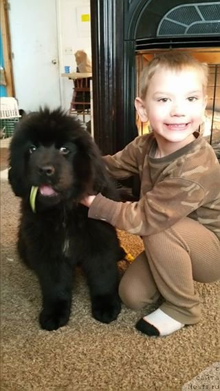 Фото: ньюфаундленд Leysi Lu (Лейси Лу)