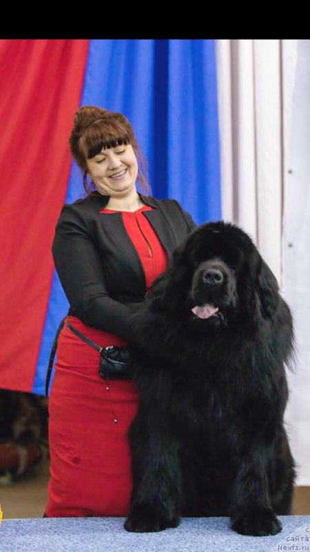 Фото: ньюфаундленд Njufort Shawn Wallmar Triumph (Ньюфорт Шон Волмари Триумф), Galina Morozova (Галина Морозова)