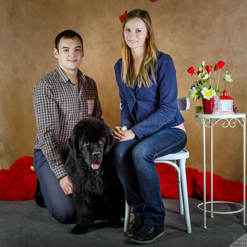 Фото: ньюфаундленд Basnja s Berega Dona (Басня с Берега Дона), Tat'yana Agisheva (Татьяна Агишева), Эльдар