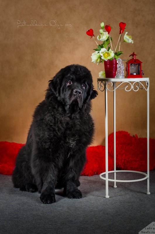 Фото: ньюфаундленд Basnja s Berega Dona (Басня с Берега Дона)