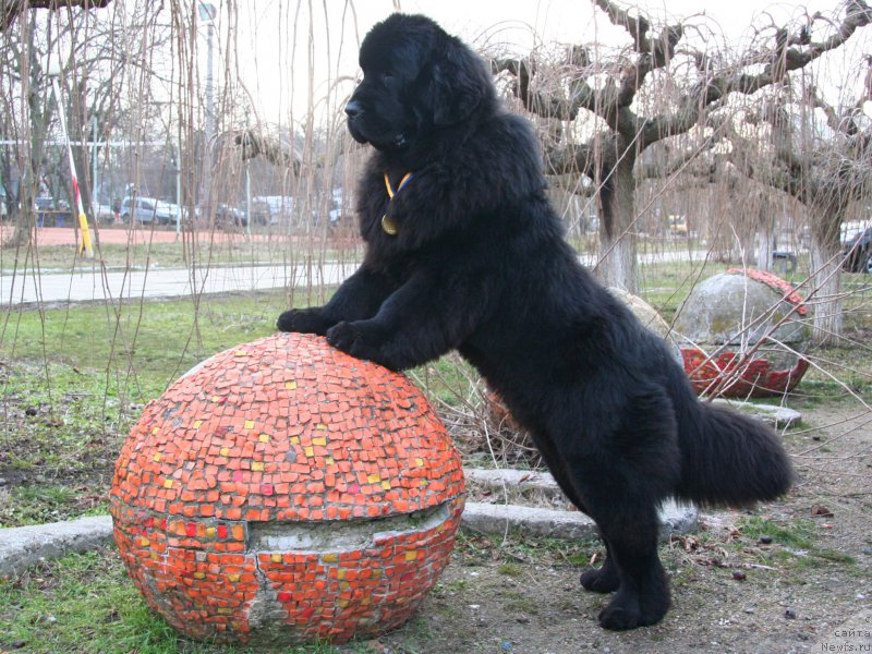 Фото: ньюфаундленд Oukaya Forever I'Never-Say-Never-for Piternyuf