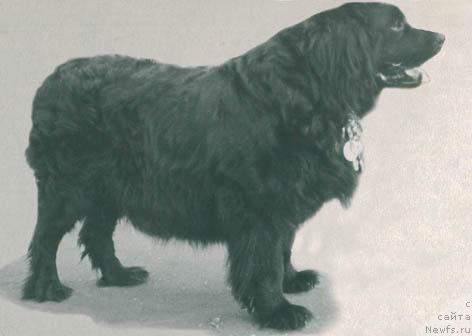 Фото: ньюфаундленд Nika CHer (Ника Чер)