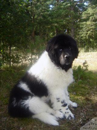 Фотография № 17560