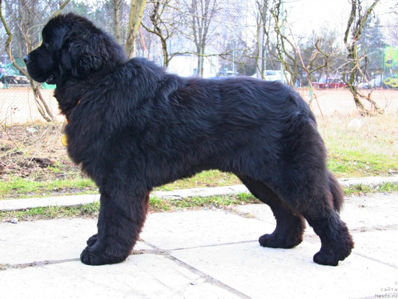 Фото: ньюфаундленд Oukaya Forever I'Never-Say-Never-for Piternyuf