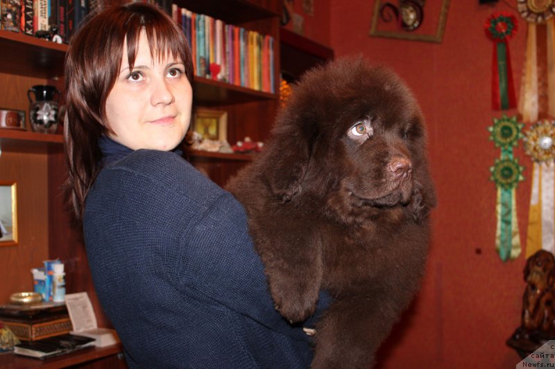 Фото: ньюфаундленд Paris Braun YEleron (Парис Браун Элерон)