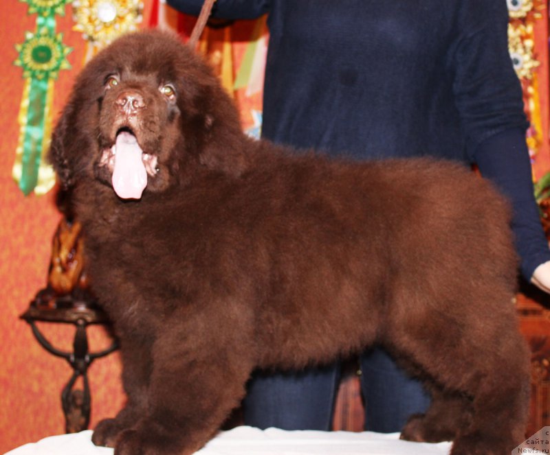 Фото: ньюфаундленд Paris Braun YEleron (Парис Браун Элерон)