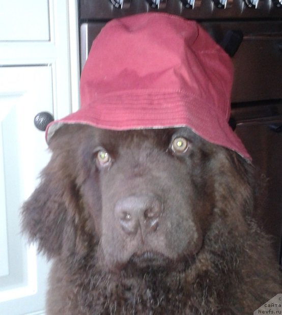 Фото: ньюфаундленд Nobl King May Lord Simba (Нобл Кинг Май Лорд Симба)