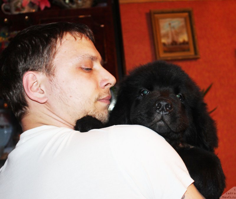 Фото: ньюфаундленд Peley Kleve Lyed (Пелей Клеве Лэд)