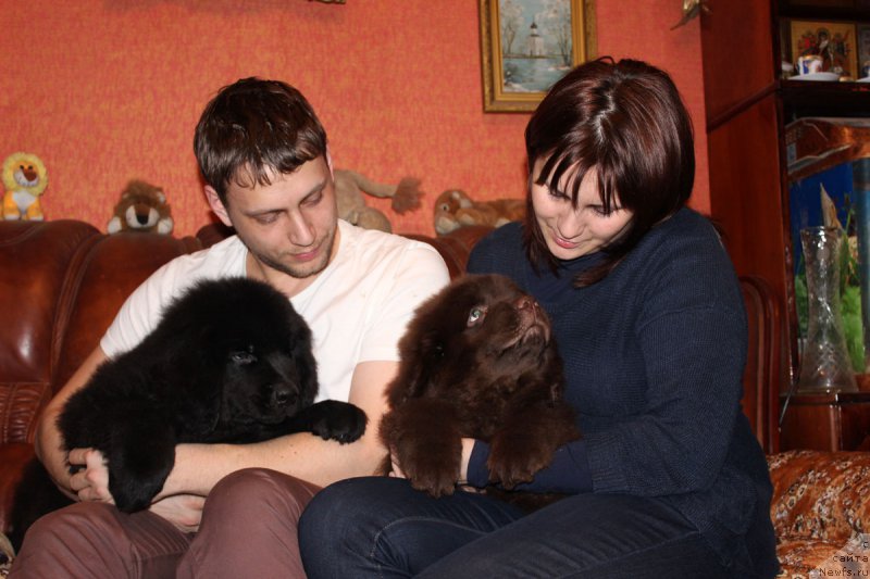 Фото: ньюфаундленд Peley Kleve Lyed (Пелей Клеве Лэд), ньюфаундленд Paris Braun YEleron (Парис Браун Элерон)