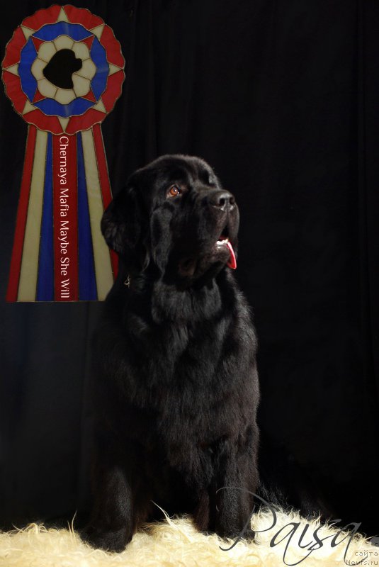 Фото: ньюфаундленд Chernaya Mafia Maybe She Will (Черная Мафия Маубе Ше Вилл)