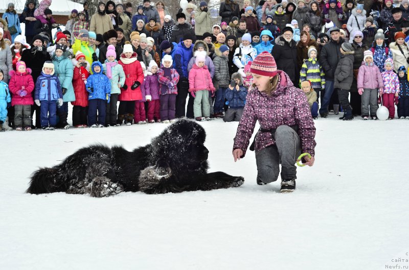 Фото: ньюфаундленд Kiper Soul Layon Hyeert (Кипер Соул Лайон Хэерт), Ol'ga Ivanova (Ольга Иванова)