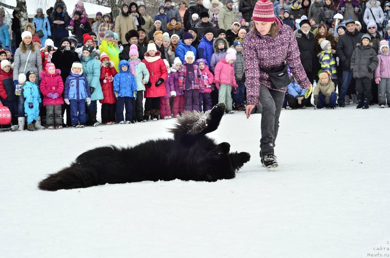 Фото: ньюфаундленд Kiper Soul Layon Hyeert (Кипер Соул Лайон Хэерт), Ol'ga Ivanova (Ольга Иванова)
