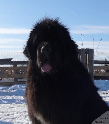 Фото: ньюфаундленд Promise To Love Midnight Bear (Promise To Love Midnight Bear)