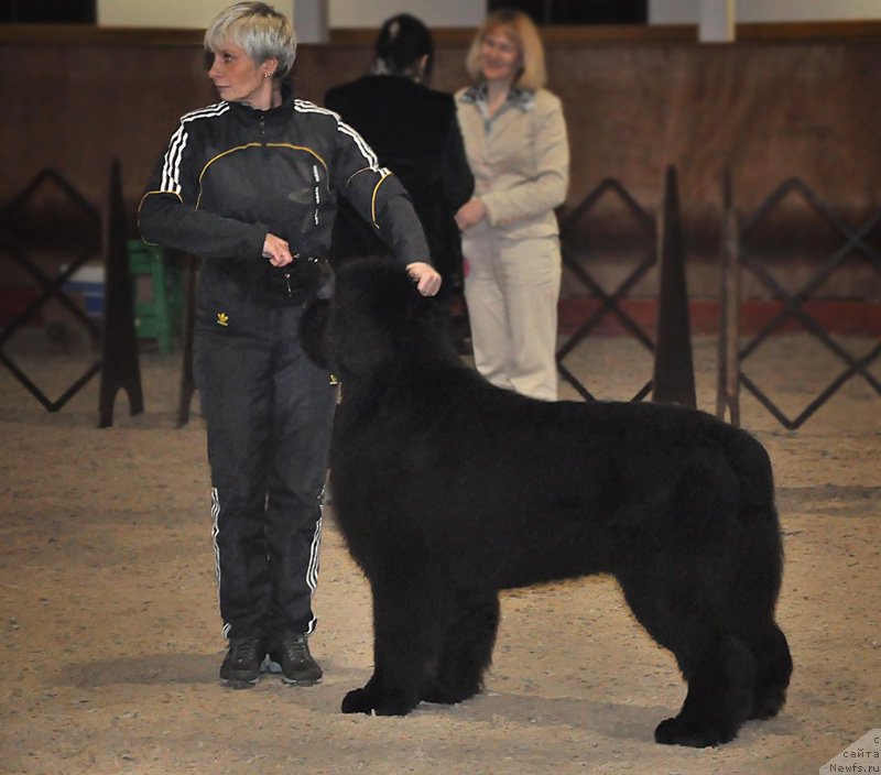 Фото: Nina Bazulina (Нина Базулина), ньюфаундленд Dark Pride Vintage (Дак Прайд Винтаж)