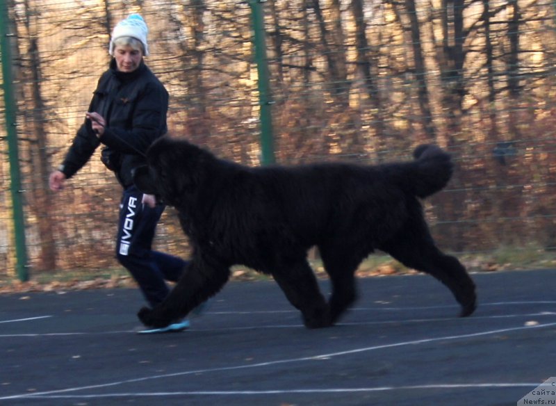 Фото: ньюфаундленд Dark Pride Vintage (Дак Прайд Винтаж)