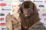 Фото: ньюфаундленд Diesel Chocolate Super Mishka, YUliya Tokarchuk (Юлия Токарчук)