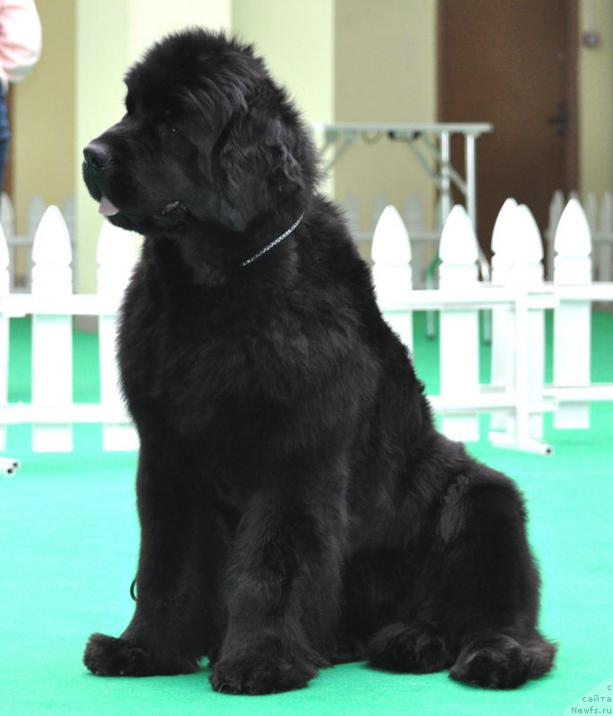 Фото: ньюфаундленд Fairweathers Rare and Precious