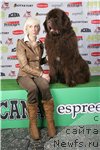 Фото: ньюфаундленд Diesel Chocolate Super Mishka, YUliya Tokarchuk (Юлия Токарчук)