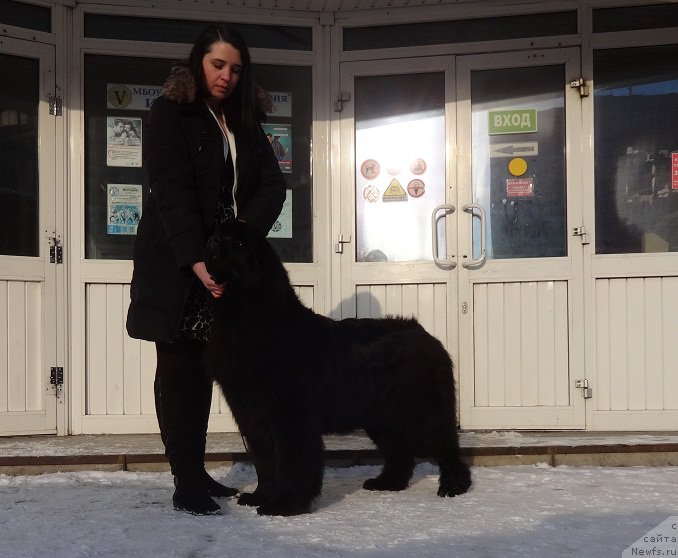 Фото: ньюфаундленд N'yufort CHernika Ledi (Ньюфорт Черника Леди), Irina Savel'eva (Ирина Савельева)