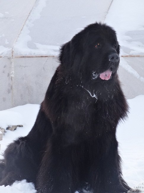 Фото: ньюфаундленд N'yufort Carskaya Doch' (Ньюфорт Царская Дочь)