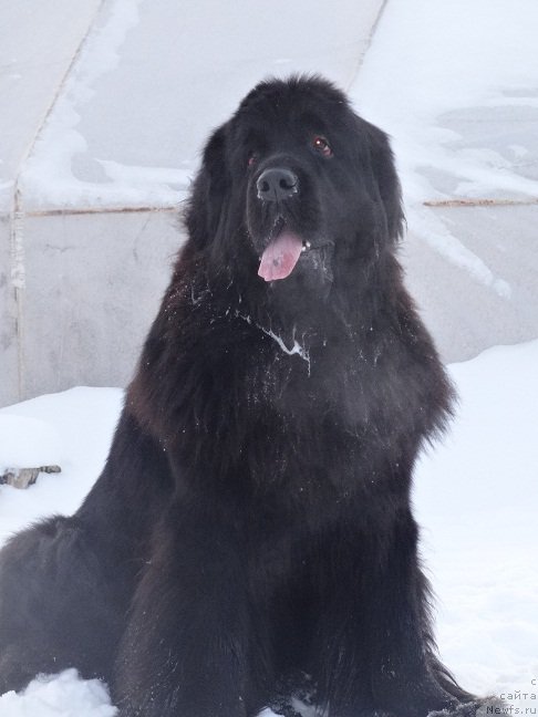 Фото: ньюфаундленд N'yufort Carskaya Doch' (Ньюфорт Царская Дочь)