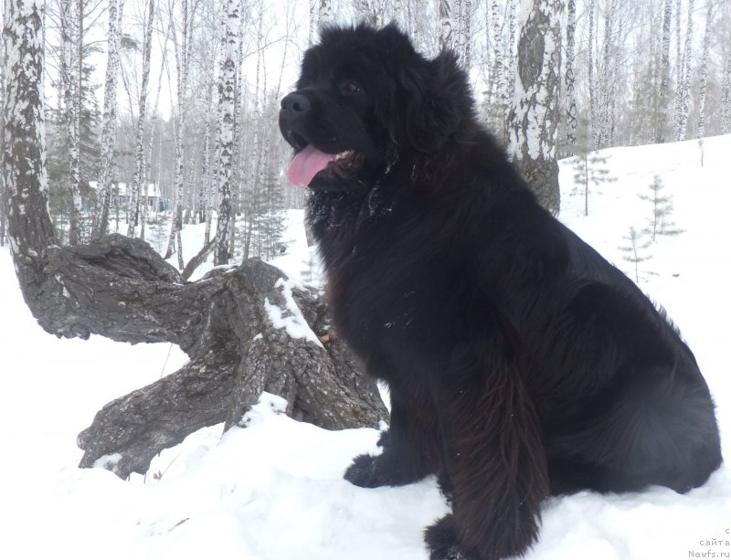 Фото: ньюфаундленд Super Bizon Lauthani Layma (Супер Бизон Лаутхани Лайма)