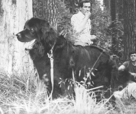 Фото: ньюфаундленд Gabi Louhi Terra Nova (Габи Лоухи Терра Нова)