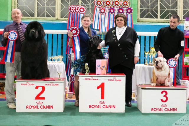 Фото: ньюфаундленд Simbad Pokoritel' Morey (Симбад Покоритель Морей), Aleksey Votchal (Алексей Вотчал)