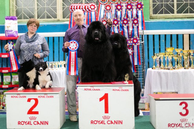 Фото: ньюфаундленд Simbad Pokoritel' Morey (Симбад Покоритель Морей), ньюфаундленд Skarlet O'Hara (Скарлет О'Хара), Aleksey Votchal (Алексей Вотчал)