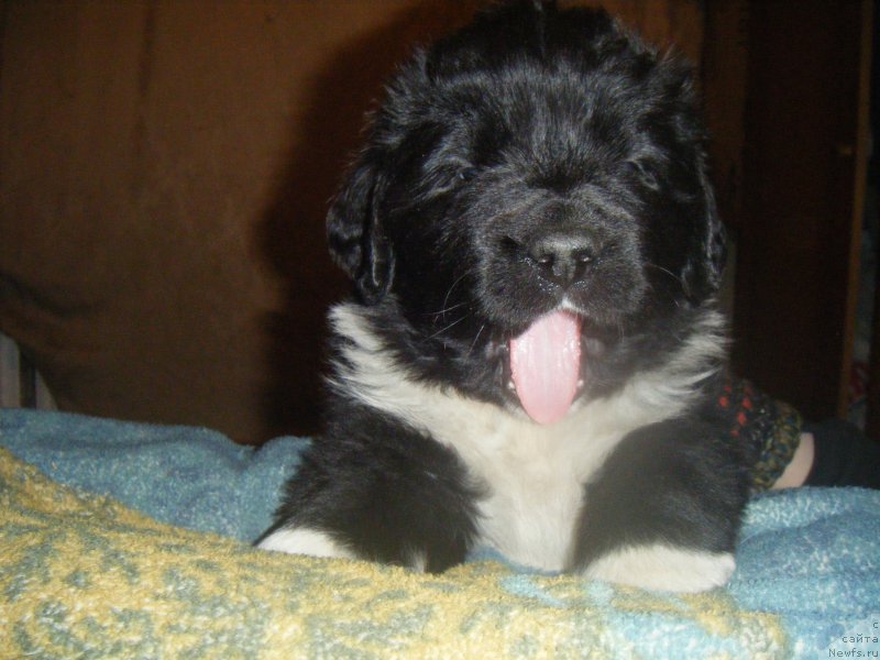 Фото: Щенки, ньюфаундленд Bella Donna Barbaresco Super Mishka, ньюфаундленд On Aroll Midnight Bear