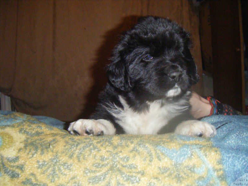 Фото: Щенки, ньюфаундленд Bella Donna Barbaresco Super Mishka, ньюфаундленд On Aroll Midnight Bear